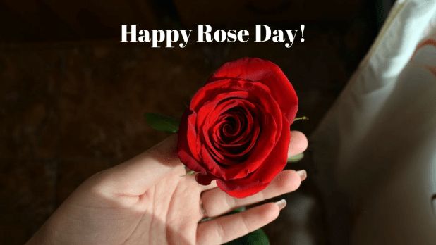 Top 10 Rose Day Wishes